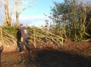 Hedge laying