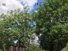 ASh dieback stages 1 and 2
