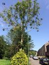 Ash dieback stage 3 2
